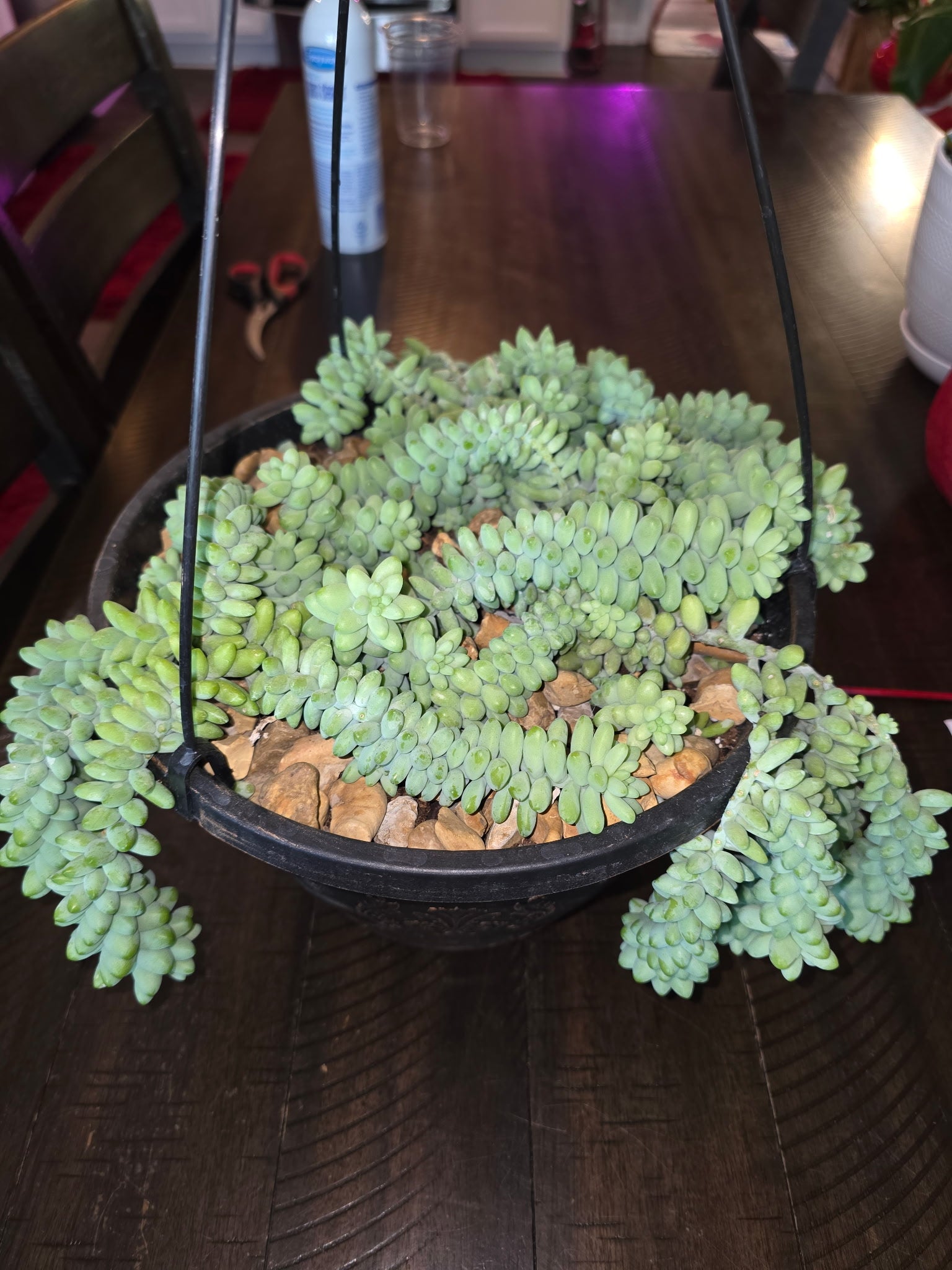 Donkey Tail