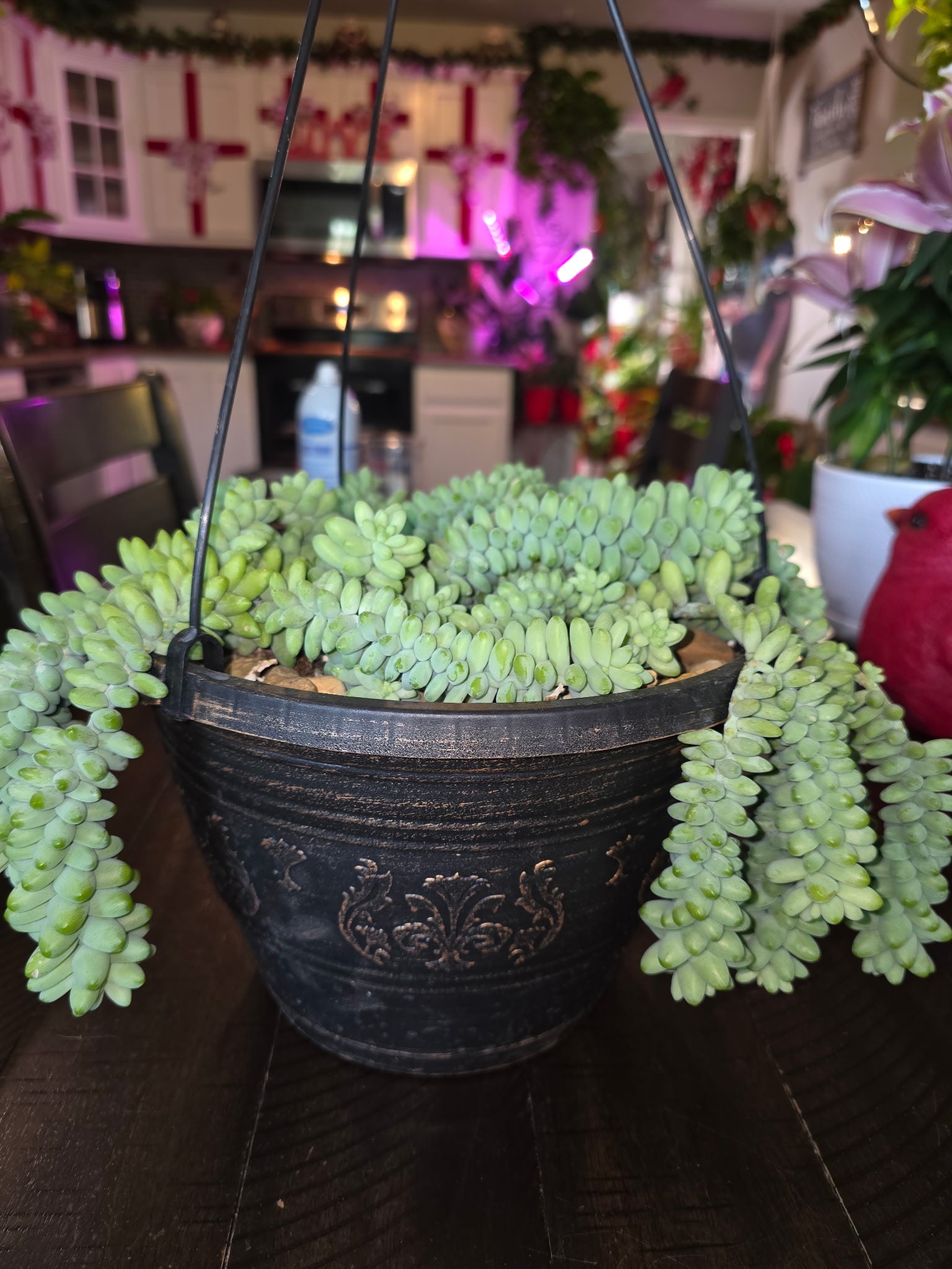 Donkey Tail