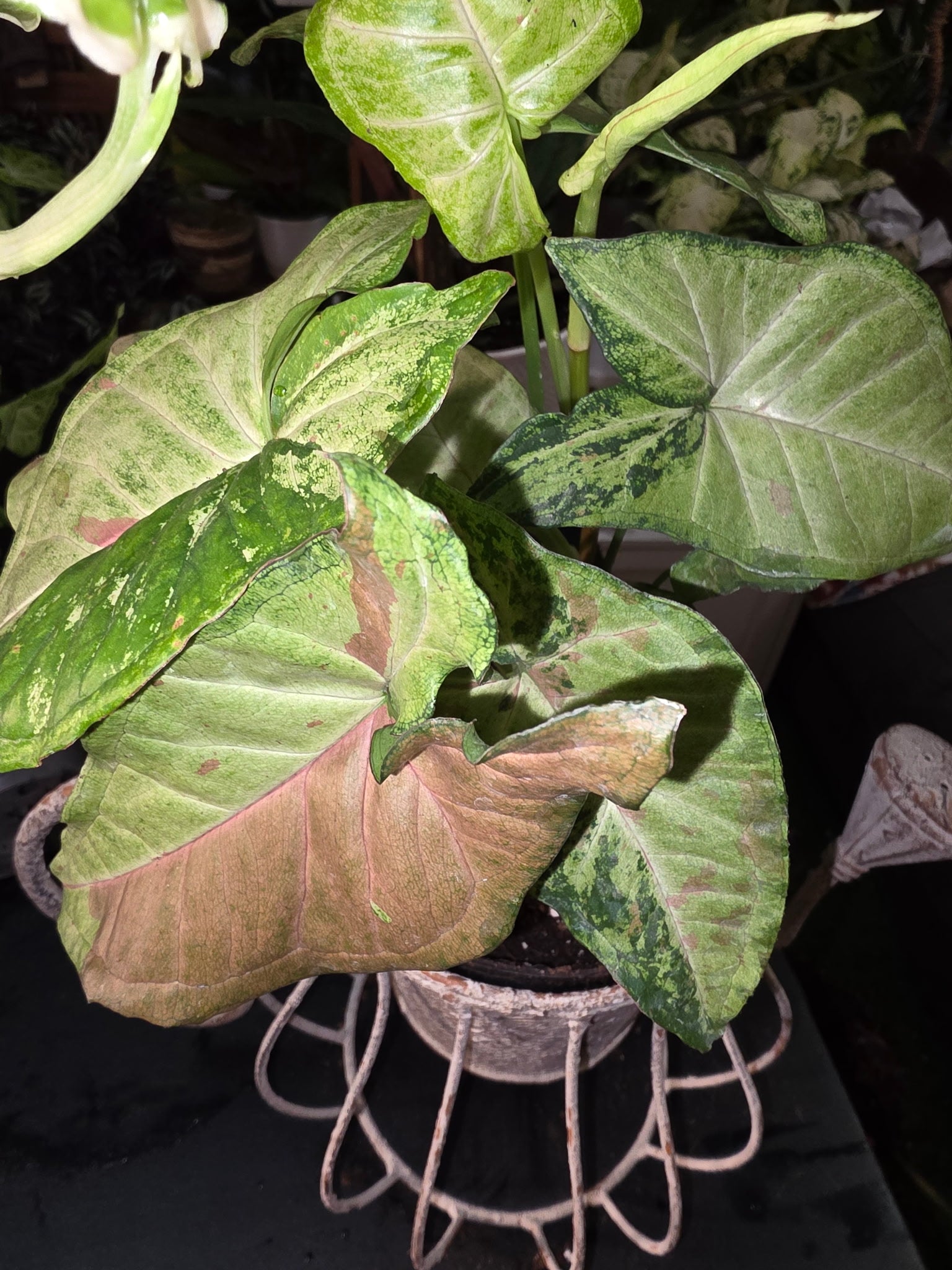 Syngonium Arrowhead