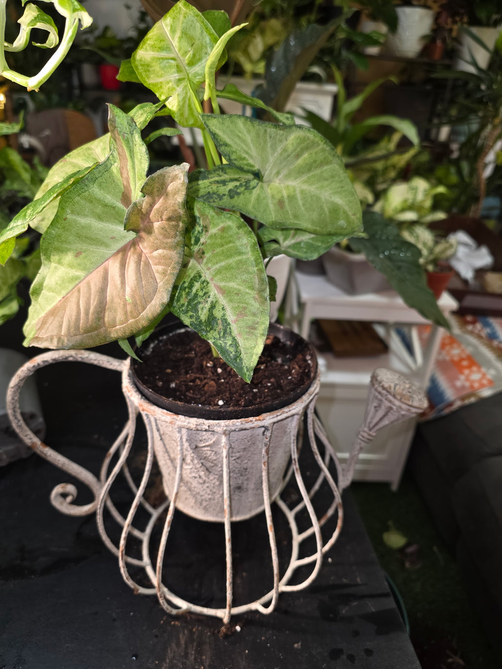 Syngonium Arrowhead