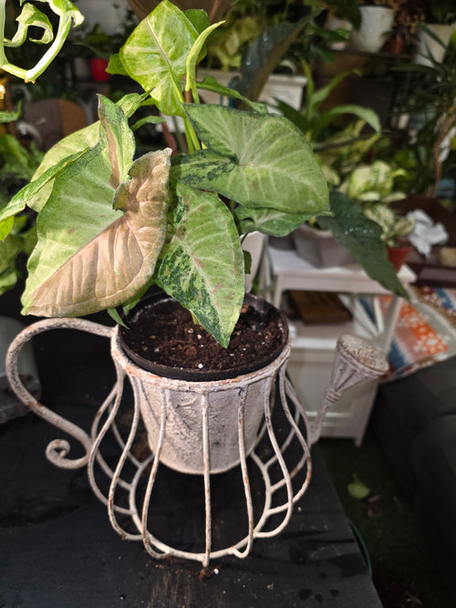 Syngonium Arrowhead
