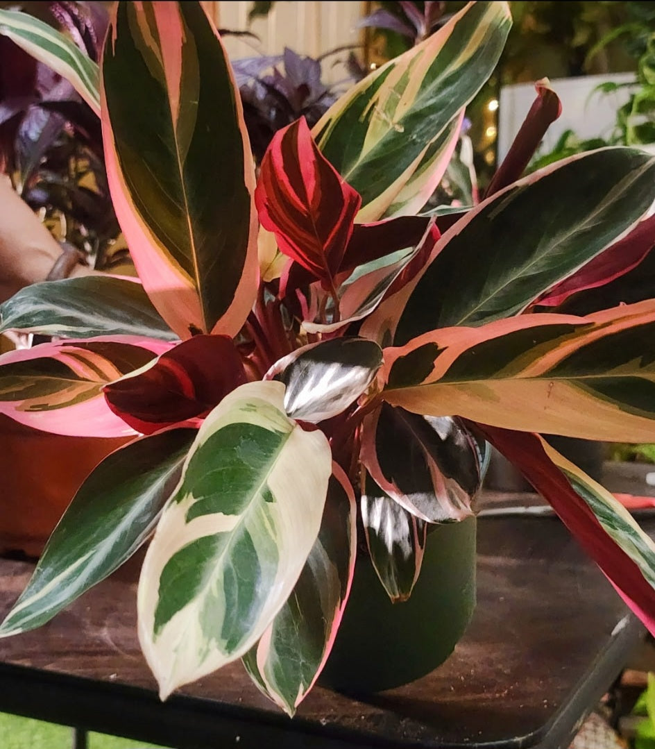 Stromanthe Tricolor