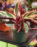 Stromanthe Tricolor